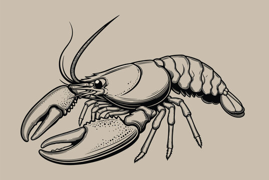 Vintage style engraved illustration of a detailed lobster with claws against a neutral solid background.