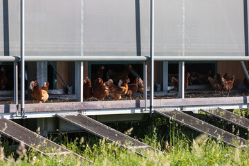 Free-range chickens at a modern eco-friendly poultry house. Healthy, non-GMO food © dero2084
