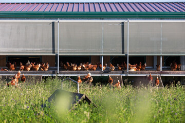 Free-range chickens at a modern eco-friendly poultry house. Healthy, non-GMO food © dero2084
