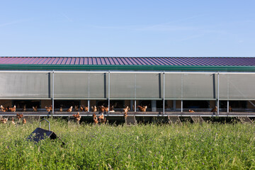 Free-range chickens at a modern eco-friendly poultry house. Healthy, non-GMO food © dero2084
