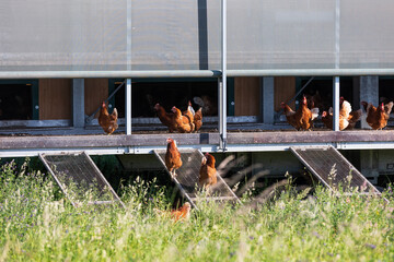 Free-range chickens at a modern eco-friendly poultry house. Healthy, non-GMO food © dero2084