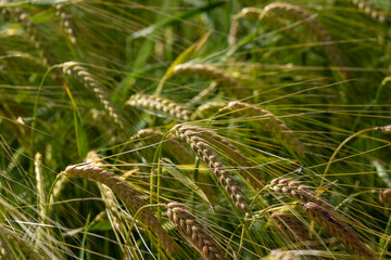 Obraz premium Ripening wheat or barley ears catch the warm sunlight in a rural farm field, with a tiny fly resting peacefully on a grain kernel.