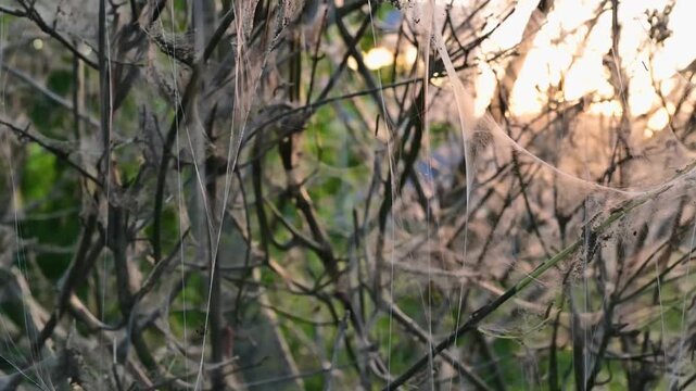 Silk web nest of ermine moth larvae. Close up of intricate silken threads spun by infesting caterpillars over bare plant twigs at sunset. 4K video footage