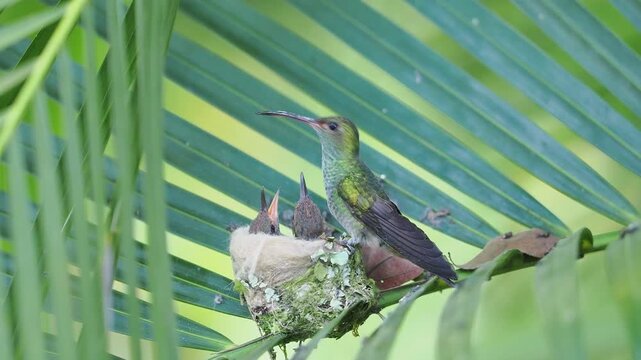 Hummingbird feeding chicks in the nest 