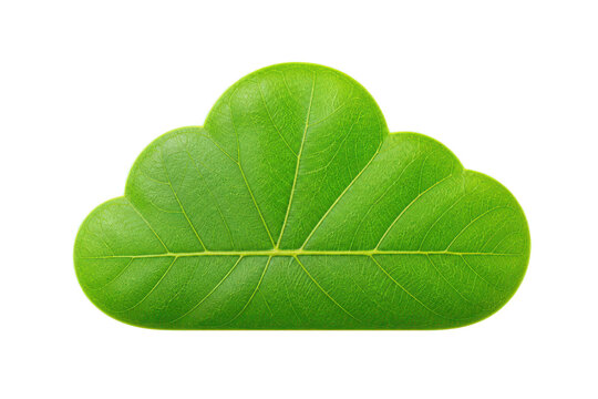 Closeup green leaf section with scalloped lobes