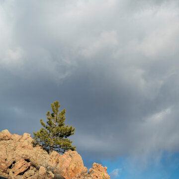 lonely pine tree on a rocky cliff under stormy clouds