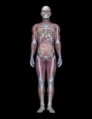 Fototapeta premium 男性の人体模型 3DCGレンダリング