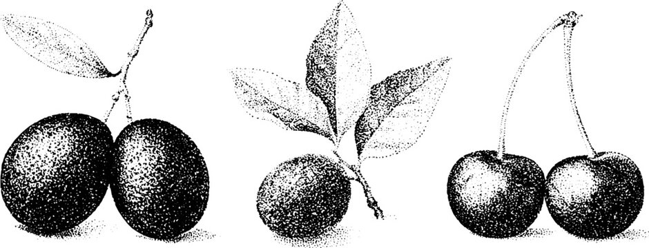 Botanical black and white stipple fruit drawing of olive silverberry and cherry for botanical label and vintage background design