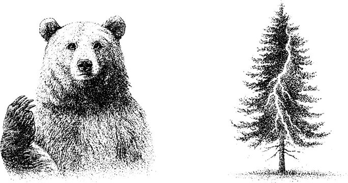 Frontal bear portrait with raised paw and pine tree with lightning strike black ink engraving for wildlife poster label and background design