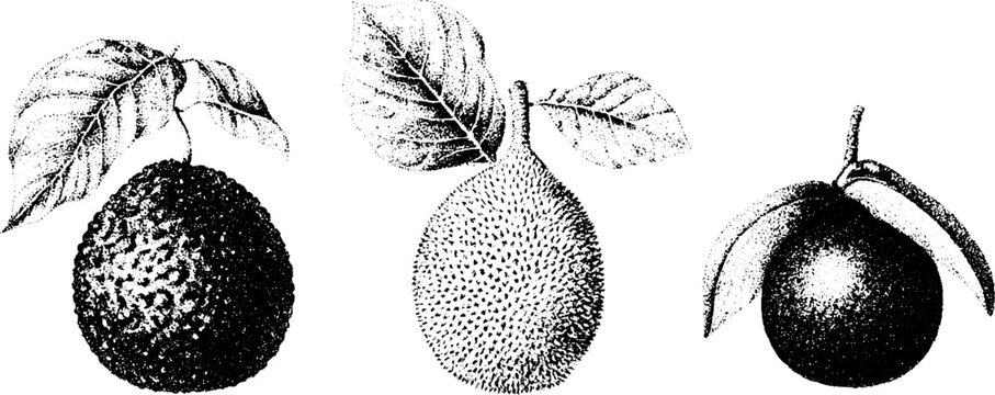 Black and white stippled breadfruit jackfruit marang botanical fruit engravings trio for background and print design and educational labels