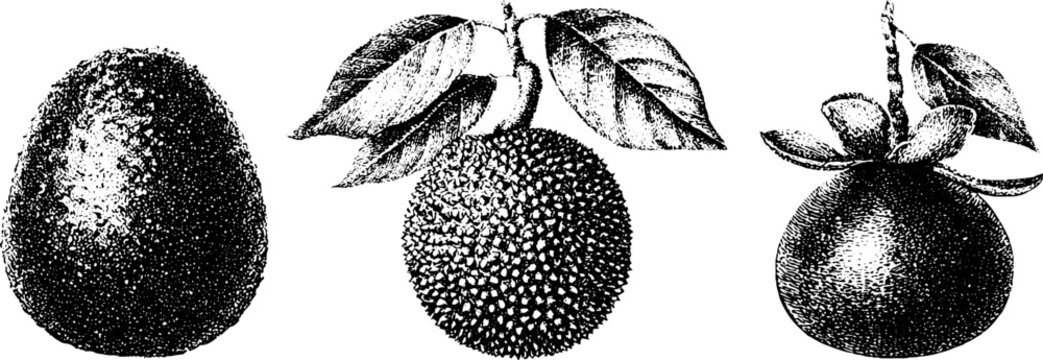 Black and white stippled botanical breadfruit jackfruit marang fruit engravings set for background graphics and print labels for natural history