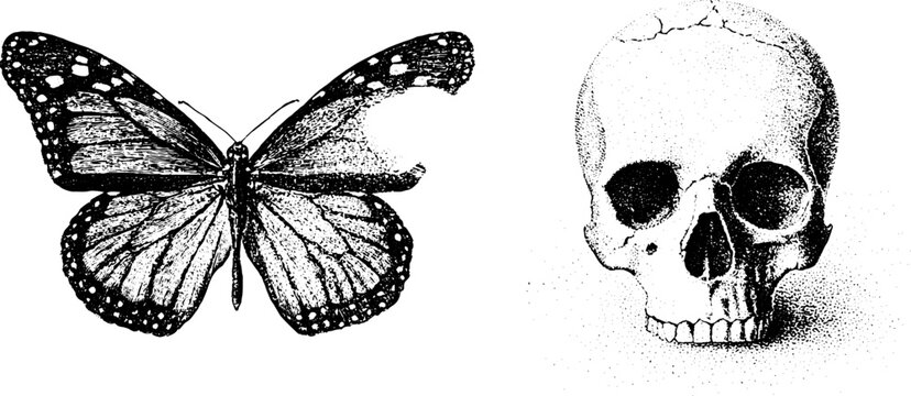 Butterfly with partially torn wing and human skull with cracked cranium stippled engraving in black and white for macabre background and poster design