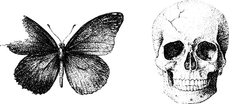 Memento mori butterfly and human skull background with torn wing and cracked skull for poster and banner design in black and white stipple style
