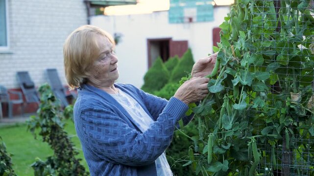 Smiling senior woman carefully picking ripe green pea pods from lush plant in backyard garden during evening. Female enjoying hobby and healthy lifestyle