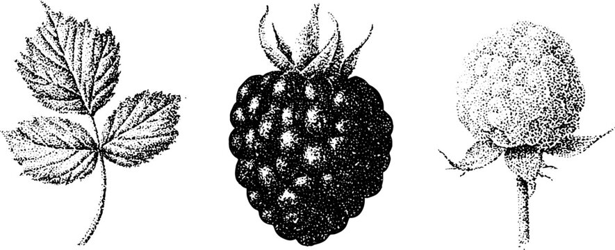 Stippled botanical illustrations of cloudberry salmonberry and thimbleberry with leaves for natural background or label design