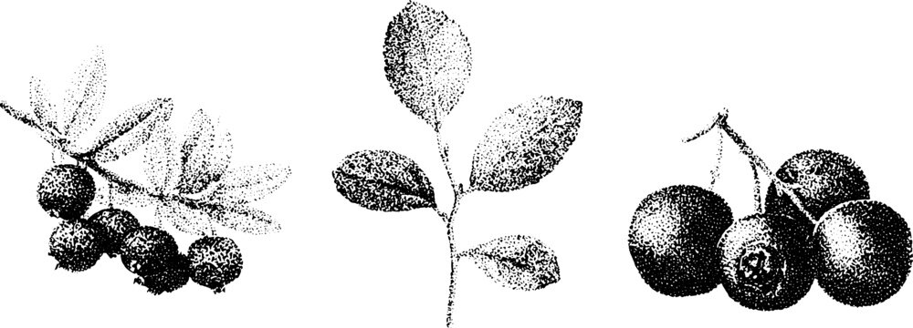 Black and white stipple botanical drawings of crowberry bearberry and kinnikinnick sprigs for scientific chart background poster and herbarium study