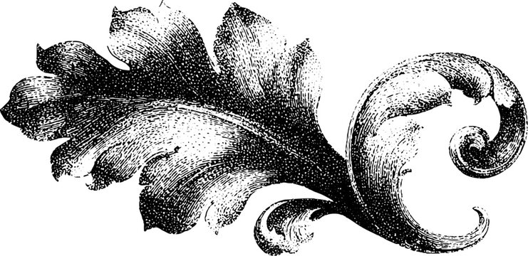 Ornamental acanthus leaf with curled scroll in black and white engraving for vintage decorative element and design accent