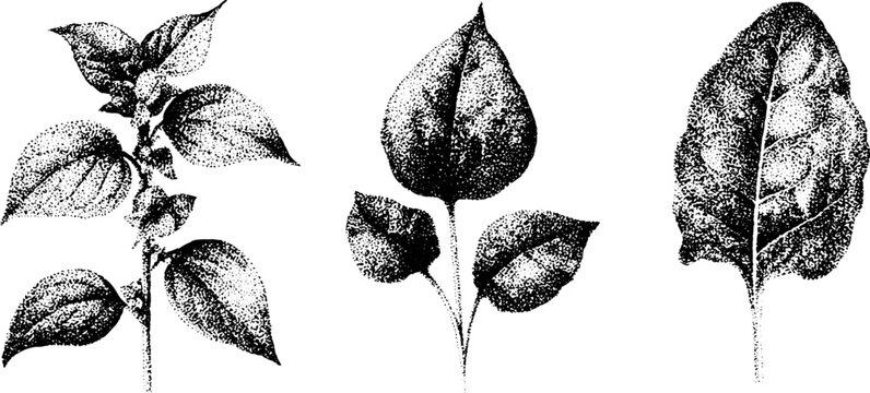 Collection of botanical engraved leaves showing good king henry goosefoot and lincolnshire spinach for vintage black and white botanical layout and background