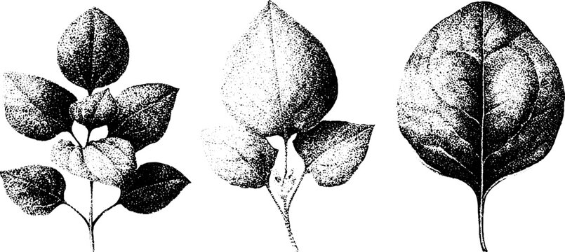 Botanical engraved leaf studies of good king henry goosefoot and lincolnshire spinach for vintage black and white botanical design background