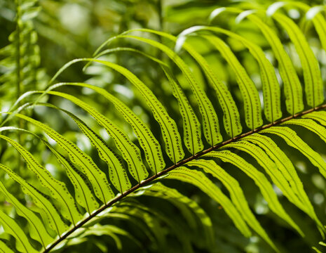 Detailed Close-Up of a Vibrant Green Giant Sword Fern Frond in Bright Sunlight