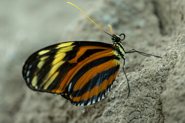 Close Up of a Common Tiger Butterfly. Beautiful Common Tiger Butterfly Feeding on Nectar. Common Tiger Butterfly in Natural Habitat. © onderortel