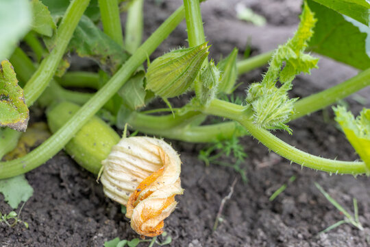 Young squash fruit growing on the vine with a wilted blossom on soil during daytime