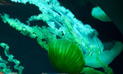 jellyfish in aquarium © Desiree