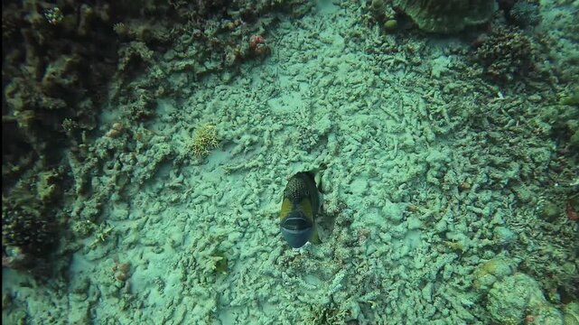 Diver POV as a titan triggerfish - Balistoides viridescens - attacks the camera when the diver crosses above its guarded nest.