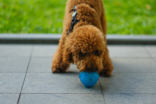 Cute fluffy apricot poodle puppy playing with a blue toy ball on green grass in the park
