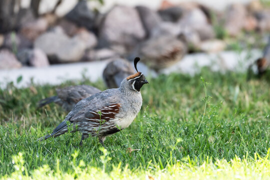 Male Gambel&rsquo;s quail standing in green grass with another quail softly blurred in the background, displaying its distinctive curved topknot, black face, and chestnut markings.