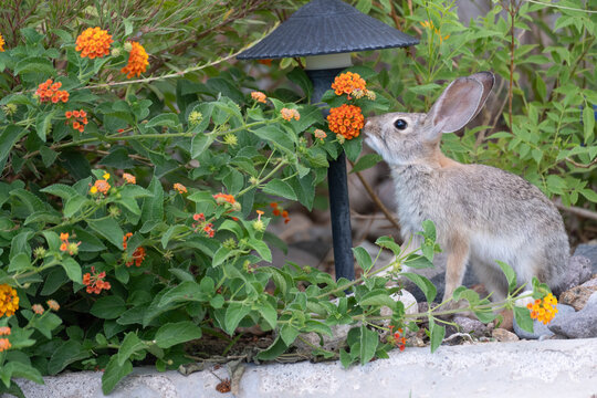 Wild cottontail rabbit pausing to sniff vibrant orange lantana flowers in a colorful garden filled with lush green foliage and decorative landscaping.