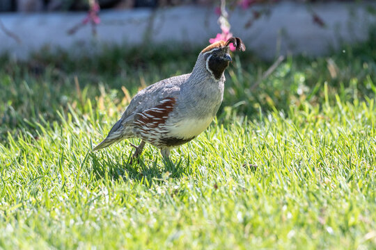 Male Gambel&rsquo;s quail standing in green grass with another quail softly blurred in the background, displaying its distinctive curved topknot, black face, and chestnut markings. 