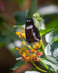 Great Eggfly Butterfly on a Bright Yellow and Red Flower © Ian