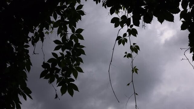 looking up through lush park foliage toward dramatic storm clouds gathering overhead. Silhouetted green leaves frame an overcast sky