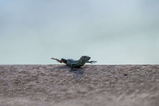 Close up of a small Madeira wall lizard Teira dugesii resting on a stone wall against a bright blurred background