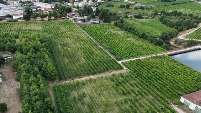 Aerial view over a vineyard