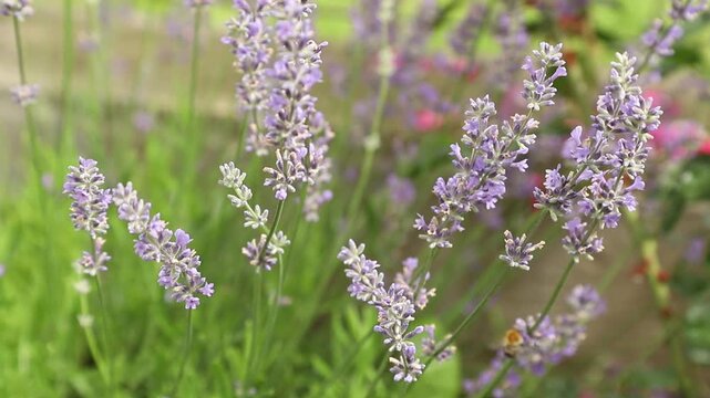 Bumblebee pollinating blooming lavender flowers in a beautiful summer garden
