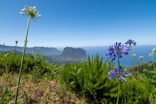 Beautiful coastal landscape of Madeira with blooming agapanthus flowers, green mountains and blue ocean sky