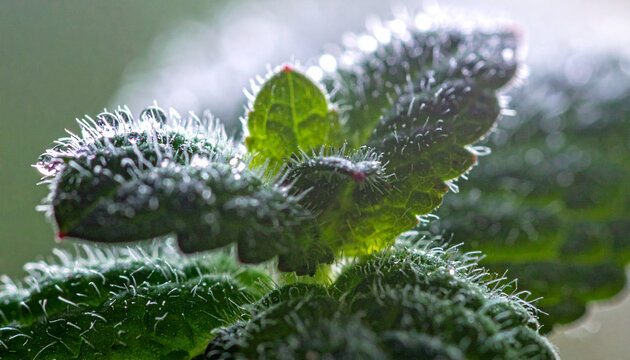 Macro photograph of fresh mint sprig