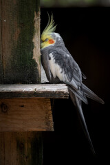 Cockatiel Perched up Against a Wood Wall © Ian