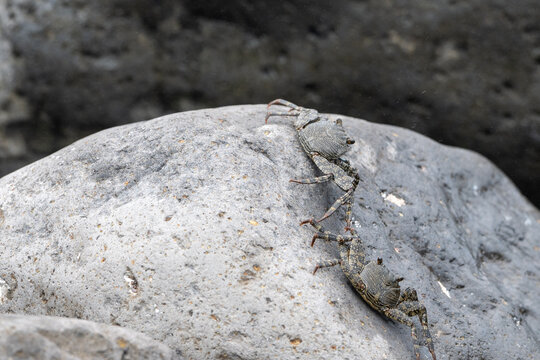 Close up of two wild crabs climbing on a grey volcanic rock in Madeira