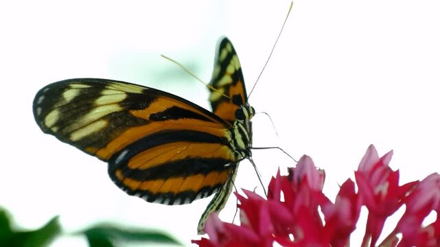 Close Up of a Common Tiger Butterfly. Beautiful Common Tiger Butterfly Feeding on Nectar. Common Tiger Butterfly in Natural Habitat.