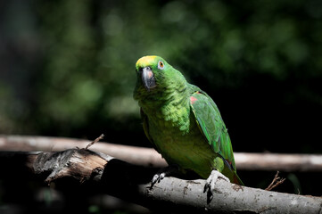 Obraz premium Yellow-crowned Amazon Parrot Perched on a Branch