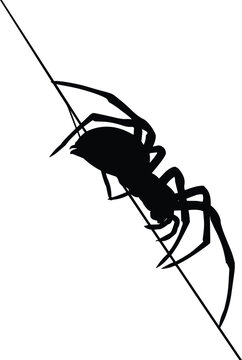 Black Spider Silhouette Climbing Web String Vector Illustration for Halloween Designs Creepy Graphics and Nature Theme Elements