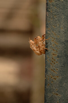 Empty Cicada Exoskeleton Clinging to Metal Surface &ndash; Close Up of Insect Molting