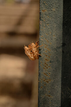Empty Cicada Exoskeleton Clinging to Metal Surface &ndash; Close Up of Insect Molting