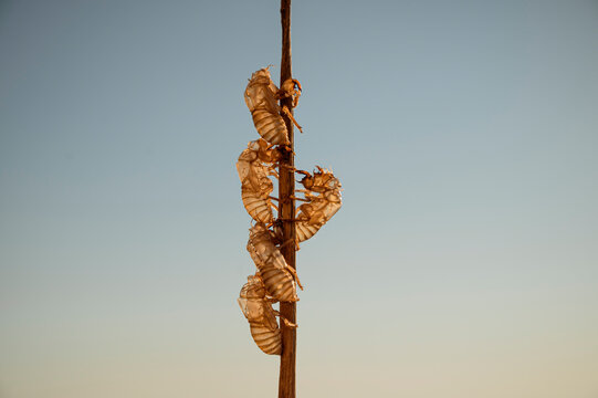 Empty Cicada Shells Clinging to a Dry Stem Against Blue Sky with Copy Space