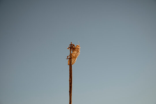 Empty Cicada Shells Clinging to a Dry Stem Against Blue Sky with Copy Space