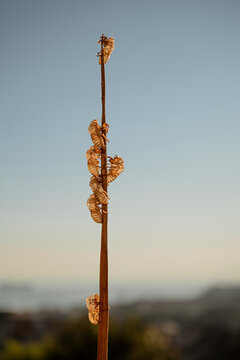 Empty Cicada Shells Clinging to a Dry Stem Against Blue Sky with Copy Space