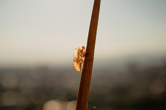 Empty Cicada Shells Clinging to a Dry Stem Against Blue Sky with Copy Space